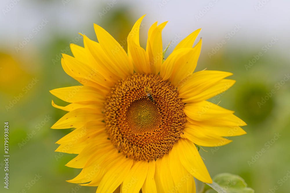 Fototapeta premium Golden sunflower basking in sunlight exuding warmth and beauty in a vibrant field during a bright summer day