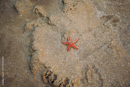 Konstfotografi A starfish at  Gunnamatta bay, Sydney.