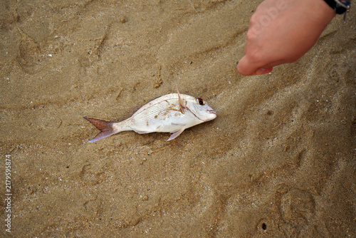 Foto Fish just caught at Gunnamatta Bay, Cronulla, Sydney.