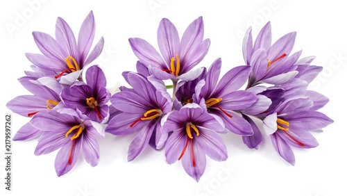 Horizontal arrangement of purple star shaped flowers isolated on white background