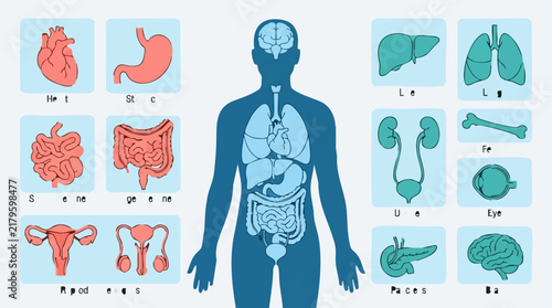 Bild auf Leinwand Human Internal Organs and Anatomy Diagram: Heart, Lungs, Brain, Liver