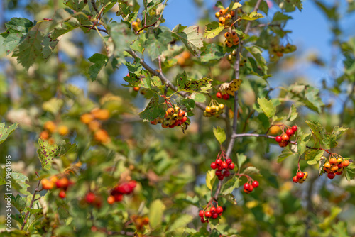 Canvastavla Vibrant hawthorn branches adorned with bright berries under the clear blue sky