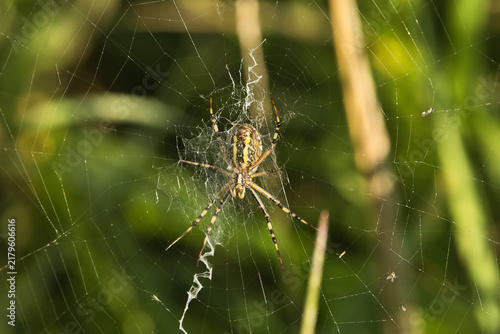 Obraz na płótnie Striped garden spider waits patiently in its intricate web among green foliage