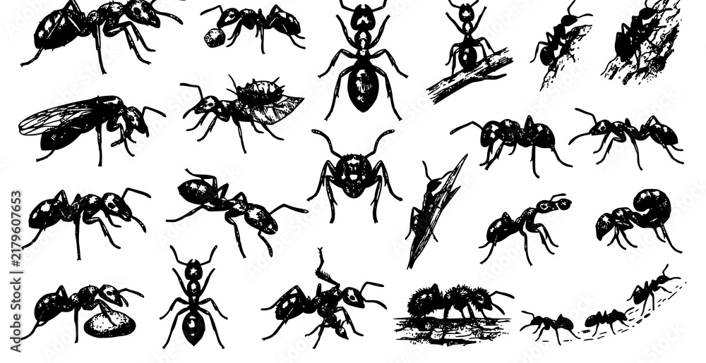 Fototapeta premium SEO Title: Hand Drawn Ant Sketch Collection Realistic Black and White Vector Illustration