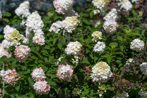 Foto Blooming hydrangeas delight in a sunny garden setting showcasing their delicate