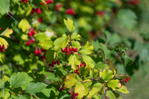 Cuadro en lienzo Vibrant viburnum opulus berries glisten under the sunlight showcasing nature's a