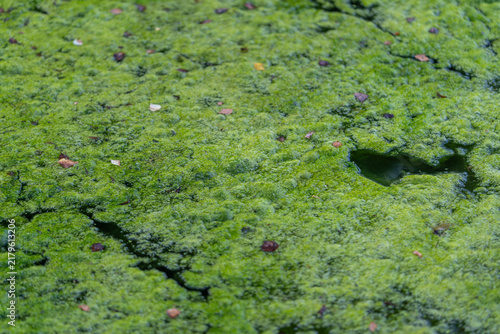 Fotografía Pond scum forms a vibrant green carpet on the water creating a serene yet lively