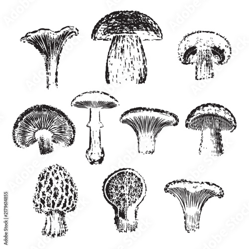 Detailed mushroom cross-section imprints with organic textures, gills and natural forms. Perfect for rustic branding, botanical designs, packaging, posters, stationery, and nature-inspired projects.