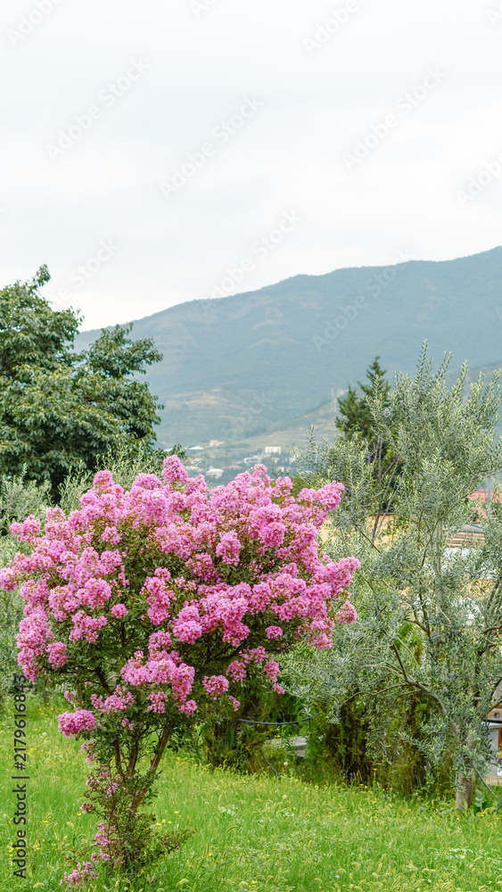 Obraz premium Vibrant pink flowering bush in a lush green meadow with mountain slopes in the background