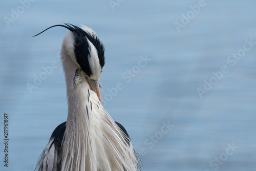 Fotografie Grey heron preening its feathers on a calm blue water background with copy space