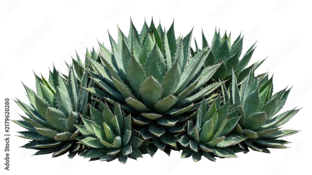 Obraz premium Close-up of green sharp succulent plant with spiky rigid leaves cluster