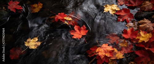 Vibrant red and orange autumn maple leaves floating in a dark swirling woodland stream