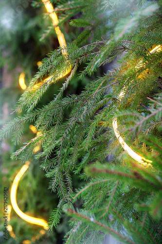 Festive lights glow among spruce evergreen branches