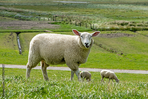 Lustiges Schaf auf einem Deich bei Dagebüll, Nordfriesland
