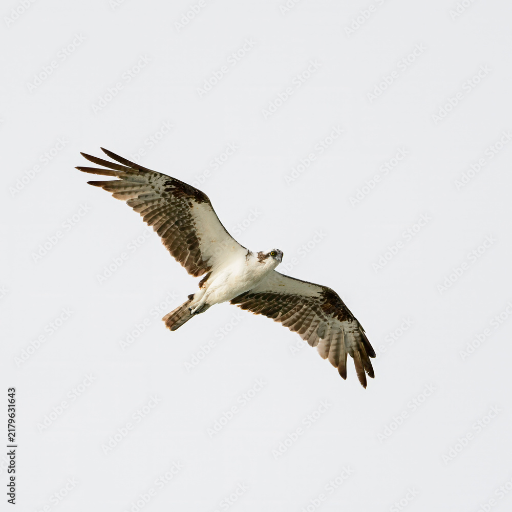 Obraz premium Osprey flying against the bright white sky