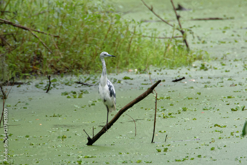 фотографія Little blue heron on a stick in the murky swamp