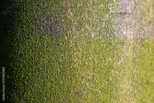 Green moss on a concrete surface. Green mold on a stone surface. Green fungus, vegetation on the surface. Dampness.