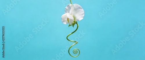Elegant white blossom with spiral green tendril on panoramic minimalist blue background