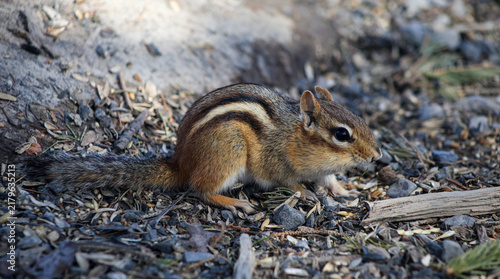 Alert Eastern Chipmunk Foraging on the Forest Floor