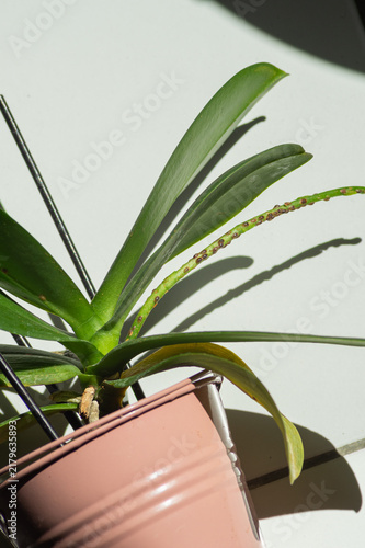 Obraz na płótnie Scale insects infest the flower stem of a potted orchid plant