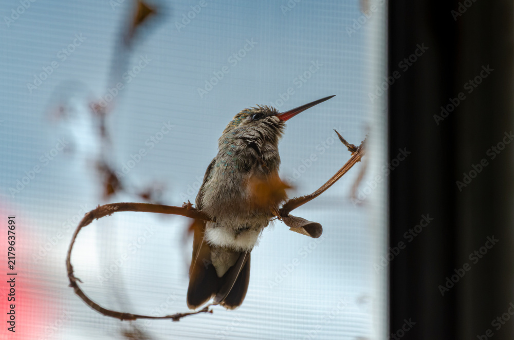 Obraz premium colibrí, ave, pájaro, naturaleza, fauna, vida silvestre, animal, biodiversidad, ornitología, fotografía de naturaleza, fotografía de aves, observación de aves, colibrí pequeño, pico largo, plumaje, pl