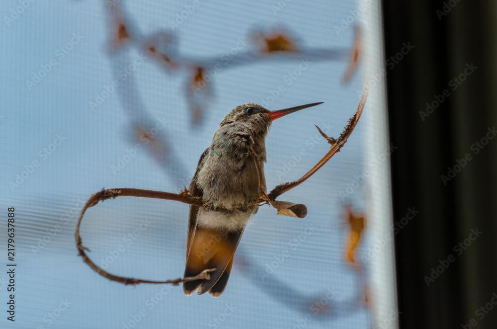 Obraz premium colibrí, ave, pájaro, naturaleza, fauna, vida silvestre, animal, biodiversidad, ornitología, fotografía de naturaleza, fotografía de aves, observación de aves, colibrí pequeño, pico largo, plumaje, pl