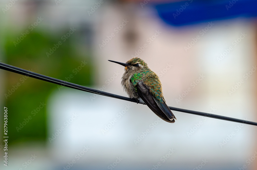 Fototapeta premium colibrí, ave, pájaro, naturaleza, fauna, vida silvestre, aves silvestres, colibrí verde, plumaje, plumas, pico largo, ave posada, ave pequeña, polinizador, polinización, biodiversidad, ecosistema, háb