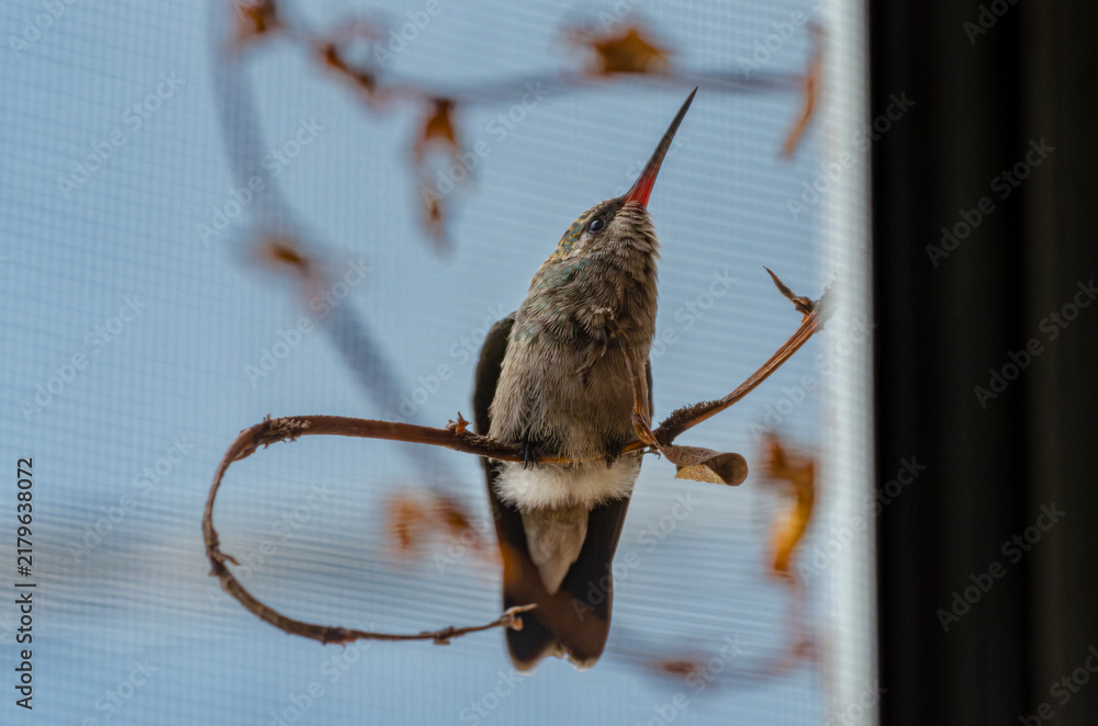 Obraz premium colibrí, ave, pájaro, naturaleza, fauna, vida silvestre, animal, biodiversidad, ornitología, fotografía de naturaleza, fotografía de aves, observación de aves, colibrí pequeño, pico largo, plumaje, pl