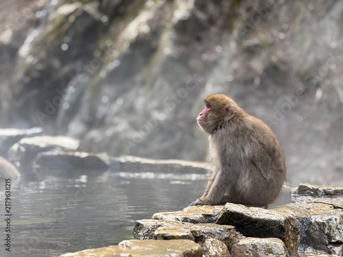 Canvastavla Japanese macaque at a hot spring in Jigokudani Monkey Park, Nagano, Japan