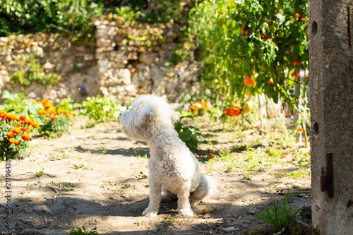 Foto A small white Bichon Frise dog sits in profile in a sunny outdoor vegetable garden patch