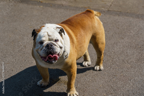 Cuadro en lienzo Tan and white English bulldog with facial wrinkles and collar standing confidently outdoors in daylight