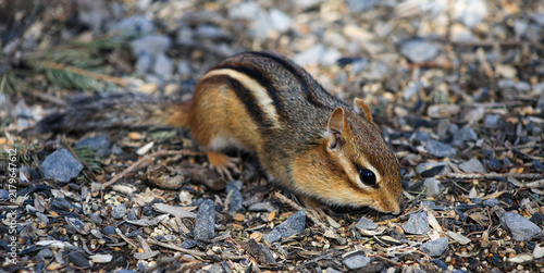 Eastern Chipmunk Searching for Seeds on the Ground in Spring