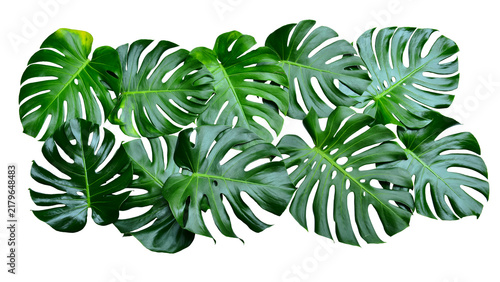 Fotografie Monstera green fern leafisolated on white background
