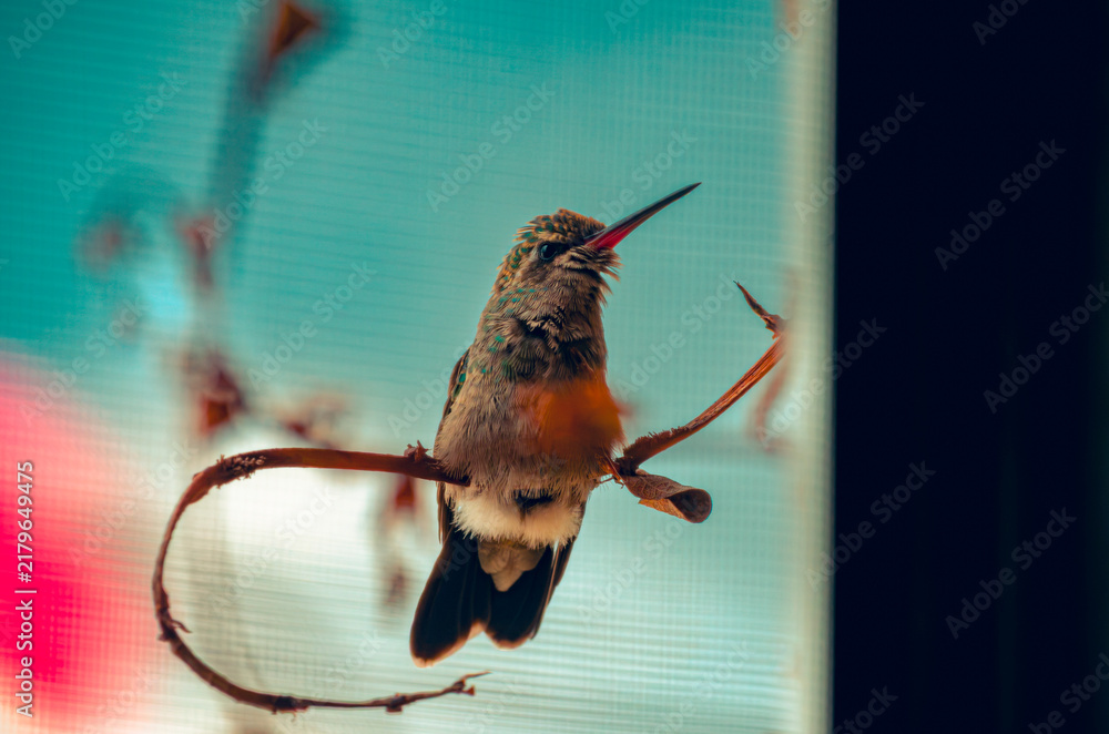 Fototapeta premium colibrí, ave, pájaro, naturaleza, fauna, vida silvestre, animal, biodiversidad, ornitología, fotografía de naturaleza, fotografía de aves, observación de aves, colibrí pequeño, pico largo, plumaje, pl