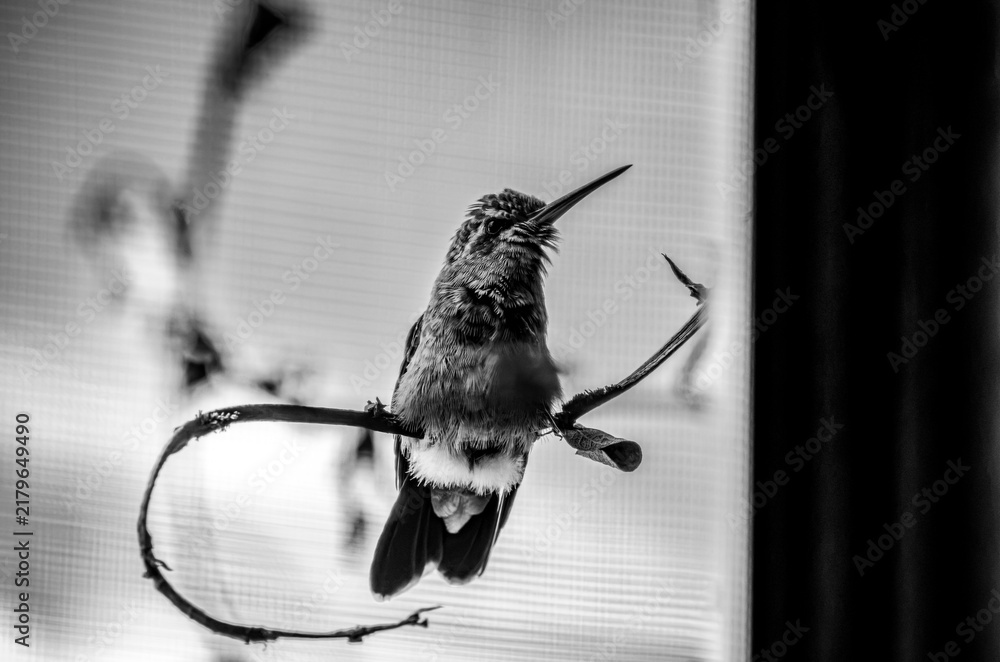 Obraz premium colibrí, ave, pájaro, naturaleza, fauna, vida silvestre, animal, biodiversidad, ornitología, fotografía de naturaleza, fotografía de aves, observación de aves, colibrí pequeño, pico largo, plumaje, pl