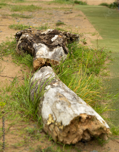 Quadro su tela old decomposing driftwood lying on beach