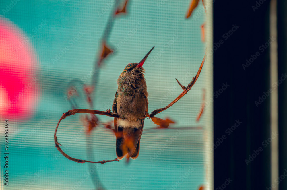 Fototapeta premium colibrí, ave, pájaro, naturaleza, fauna, vida silvestre, animal, biodiversidad, ornitología, fotografía de naturaleza, fotografía de aves, observación de aves, colibrí pequeño, pico largo, plumaje, pl