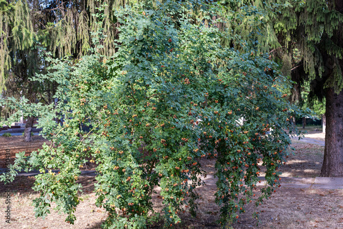 Foto Vibrant green tree adorned with bright berries swaying gently in the breeze