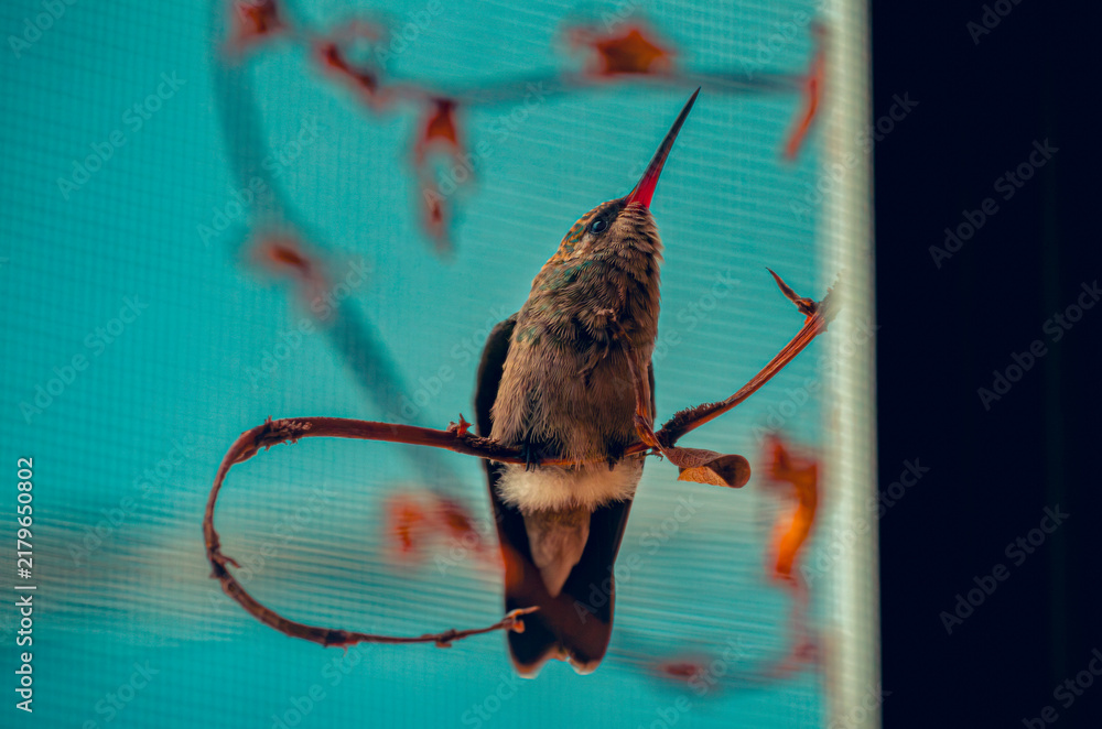 Fototapeta premium colibrí, ave, pájaro, naturaleza, fauna, vida silvestre, animal, biodiversidad, ornitología, fotografía de naturaleza, fotografía de aves, observación de aves, colibrí pequeño, pico largo, plumaje, pl