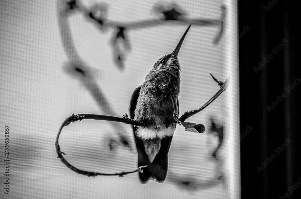 Obraz premium colibrí, ave, pájaro, naturaleza, fauna, vida silvestre, animal, biodiversidad, ornitología, fotografía de naturaleza, fotografía de aves, observación de aves, colibrí pequeño, pico largo, plumaje, pl
