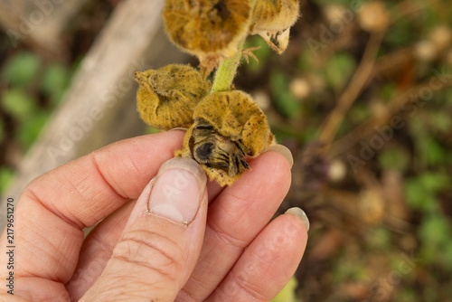 Collecting Hollyhock seeds. End of summer garden. Flower seeds. 