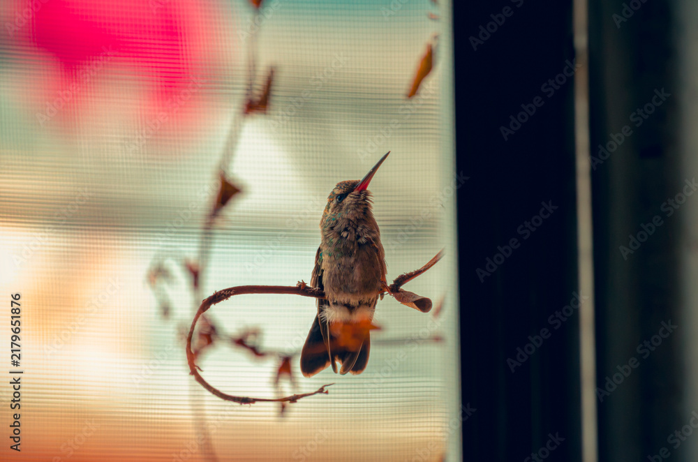 Fototapeta premium colibrí, ave, pájaro, naturaleza, fauna, vida silvestre, animal, biodiversidad, ornitología, fotografía de naturaleza, fotografía de aves, observación de aves, colibrí pequeño, pico largo, plumaje, pl