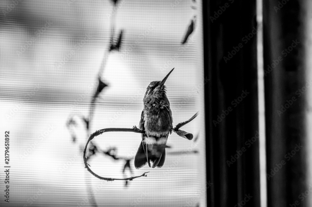 Fototapeta premium colibrí, ave, pájaro, naturaleza, fauna, vida silvestre, animal, biodiversidad, ornitología, fotografía de naturaleza, fotografía de aves, observación de aves, colibrí pequeño, pico largo, plumaje, pl
