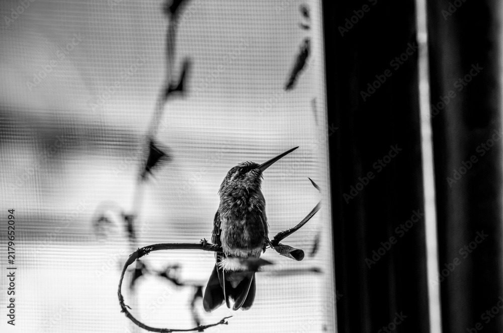 Fototapeta premium colibrí, ave, pájaro, naturaleza, fauna, vida silvestre, animal, biodiversidad, ornitología, fotografía de naturaleza, fotografía de aves, observación de aves, colibrí pequeño, pico largo, plumaje, pl