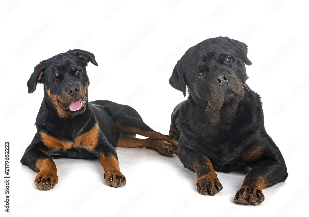 Fototapeta premium rottweilers in studio