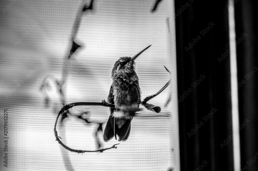 Obraz premium colibrí, ave, pájaro, naturaleza, fauna, vida silvestre, animal, biodiversidad, ornitología, fotografía de naturaleza, fotografía de aves, observación de aves, colibrí pequeño, pico largo, plumaje, pl