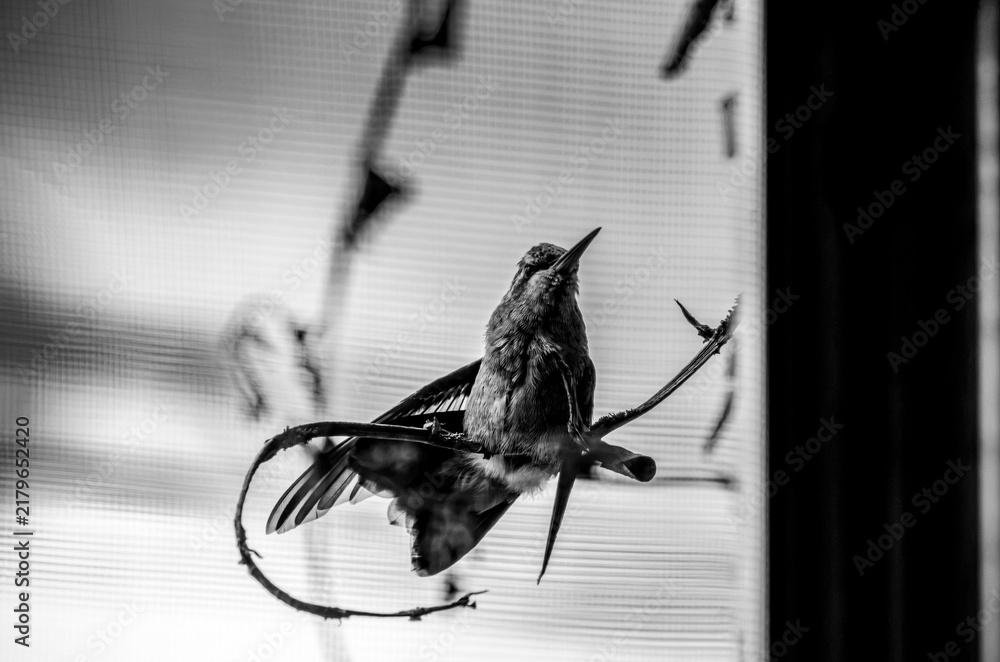 Obraz premium colibrí, ave, pájaro, naturaleza, fauna, vida silvestre, animal, biodiversidad, ornitología, fotografía de naturaleza, fotografía de aves, observación de aves, colibrí pequeño, pico largo, plumaje, pl