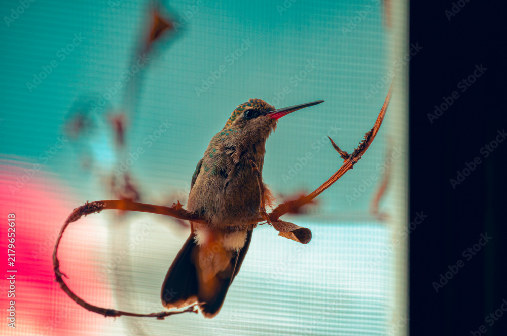 Obraz premium colibrí, ave, pájaro, naturaleza, fauna, vida silvestre, animal, biodiversidad, ornitología, fotografía de naturaleza, fotografía de aves, observación de aves, colibrí pequeño, pico largo, plumaje, pl