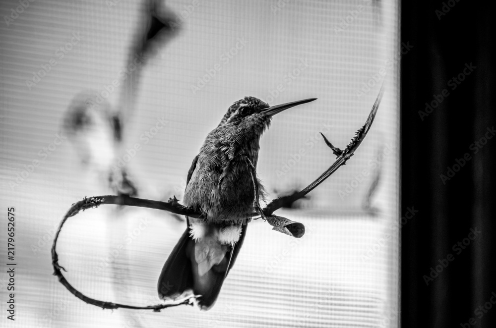 Obraz premium colibrí, ave, pájaro, naturaleza, fauna, vida silvestre, animal, biodiversidad, ornitología, fotografía de naturaleza, fotografía de aves, observación de aves, colibrí pequeño, pico largo, plumaje, pl