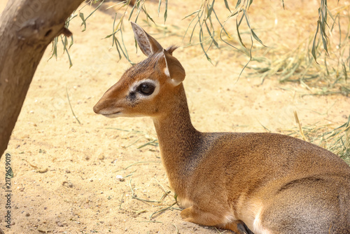фотографія Resting Dik-Dik Antelope on Sandy Ground in Natural Habitat